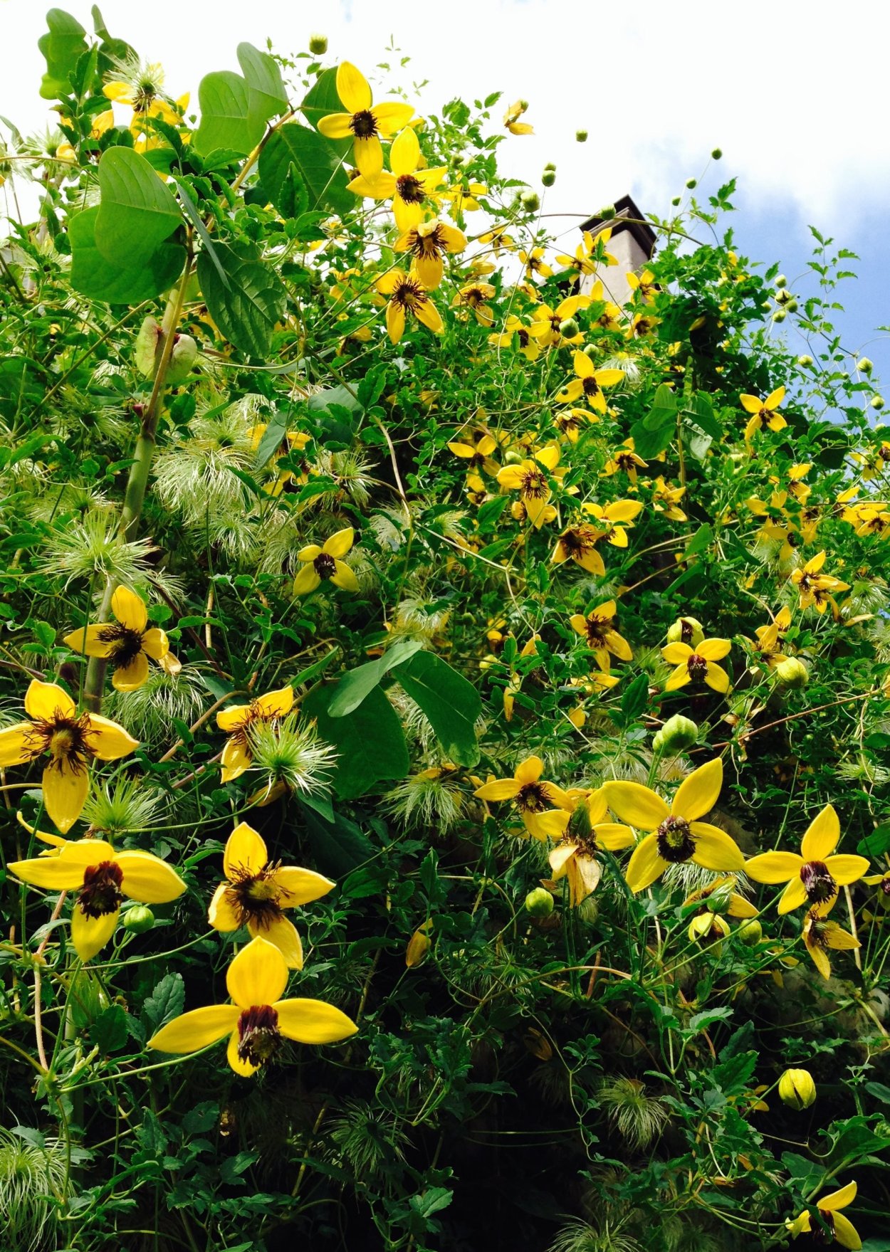 Княжик Golden Dream