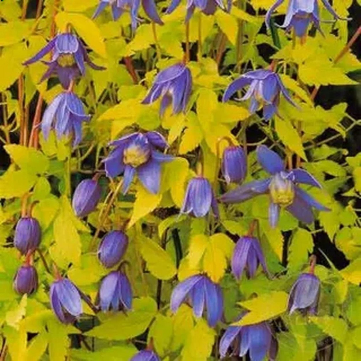 Клематис тангутский радар любви