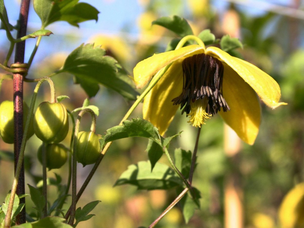 Clematis tangutica Golden Tiara