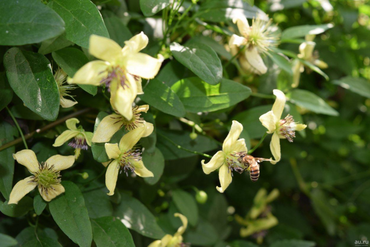 Клематис желтый тангутский