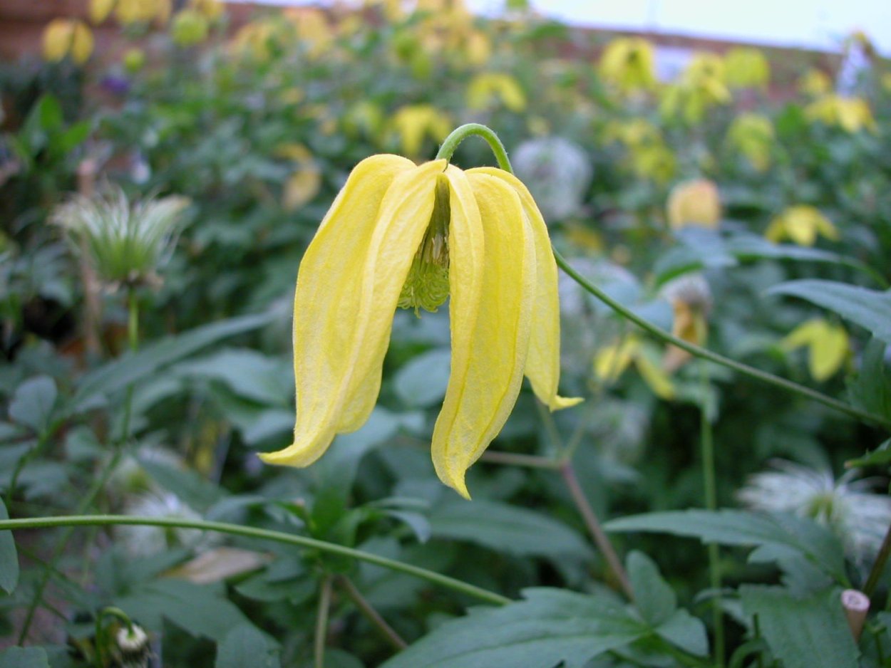 Клематис тангутский каска