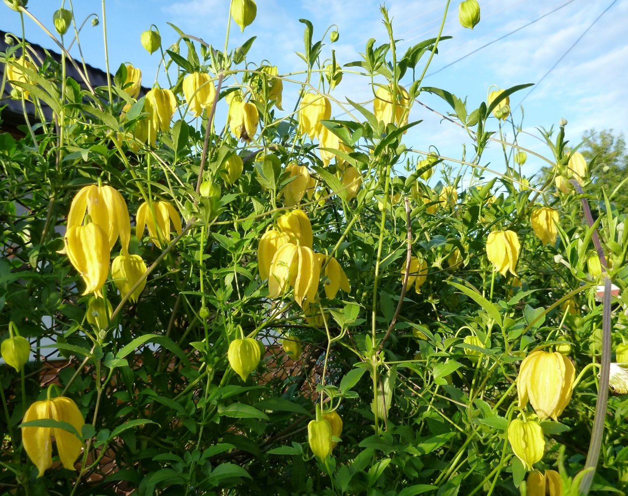 Княжик тангутский