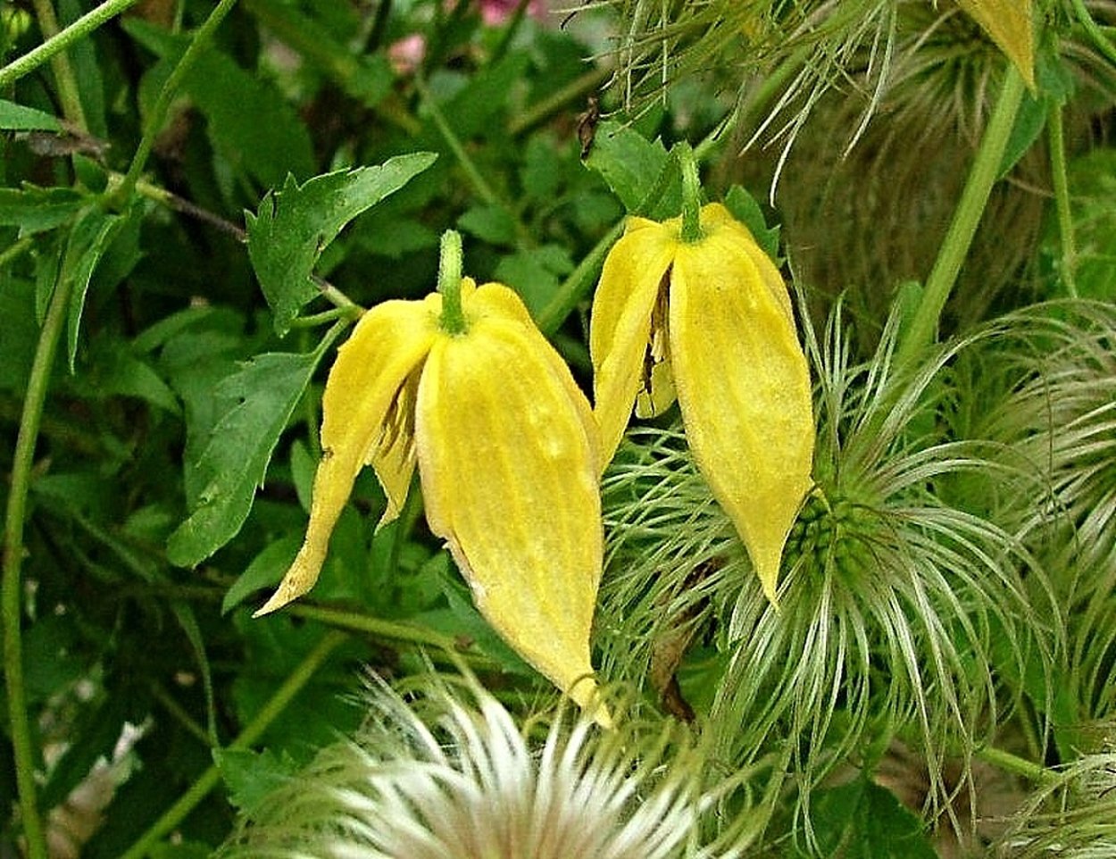 Клематис княжик желтый