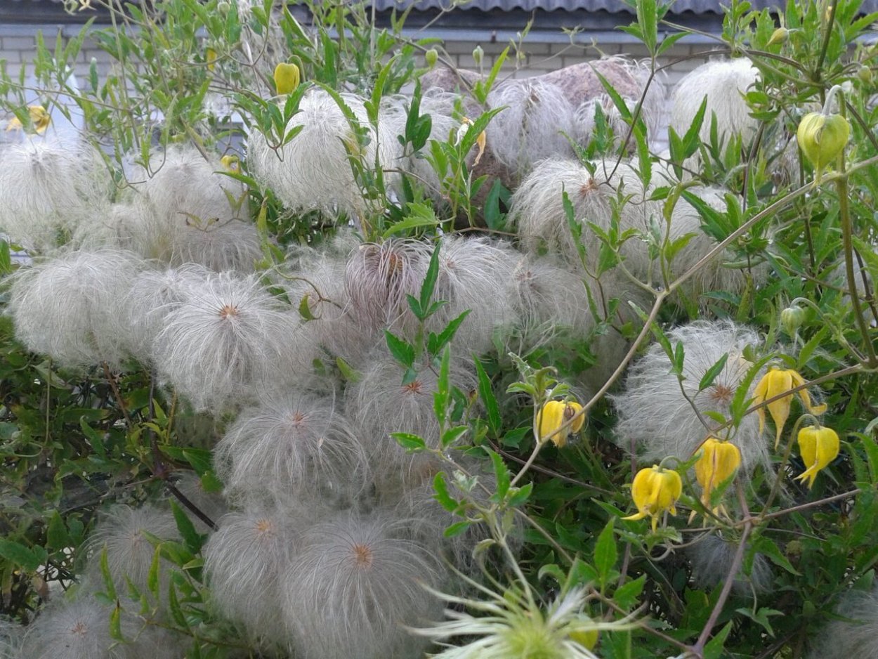 Клематис желтый тангутский