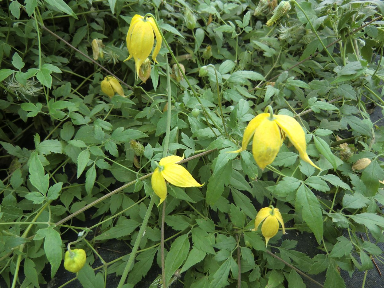 Клематис тангутский Lambton Park