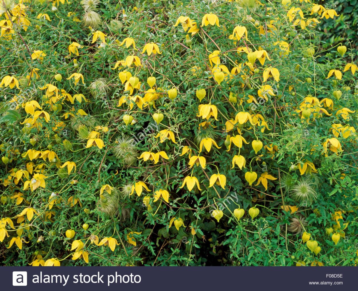 Клематис тангутский