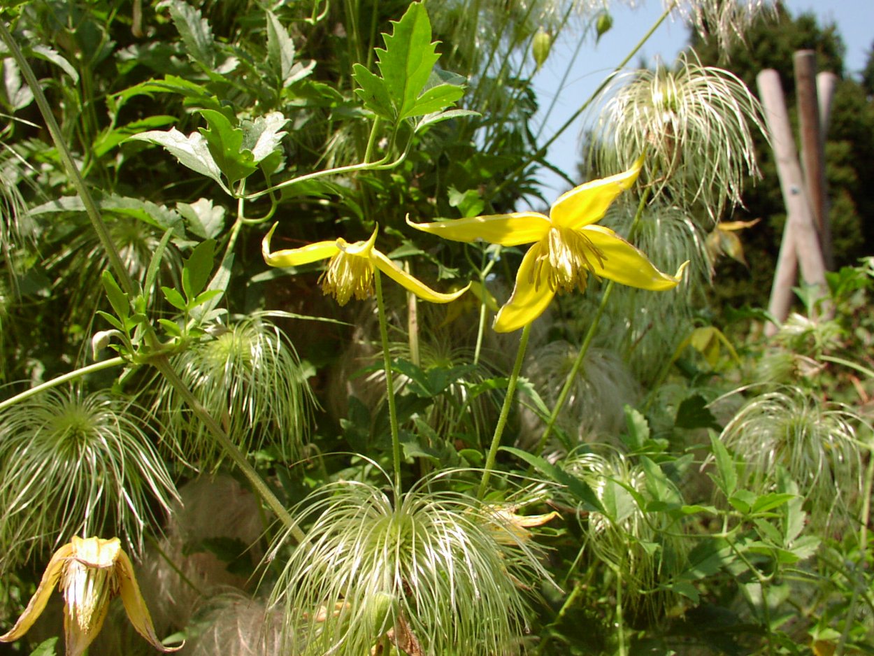 Клематис тангутский (Clematis tangutica)