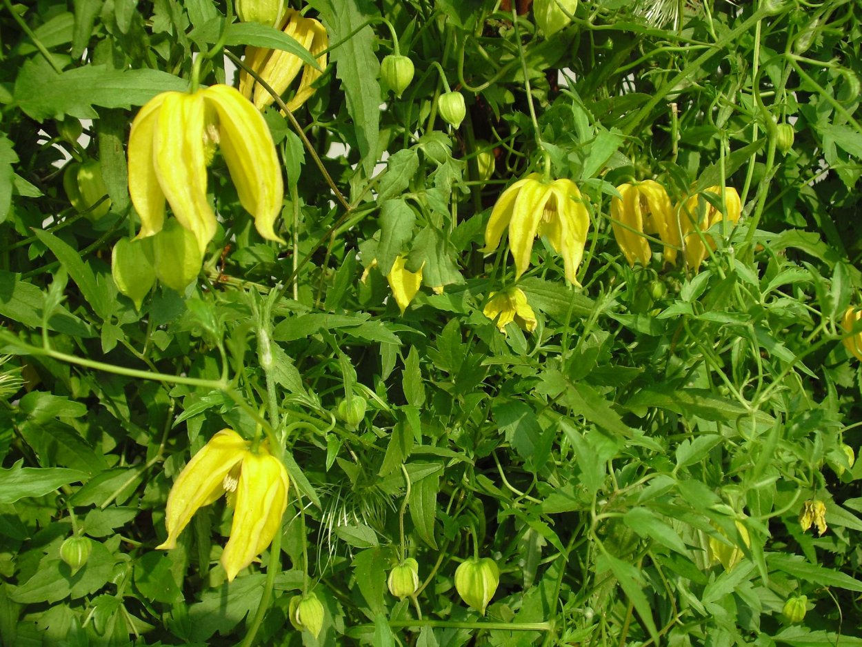 Клематис тангутский