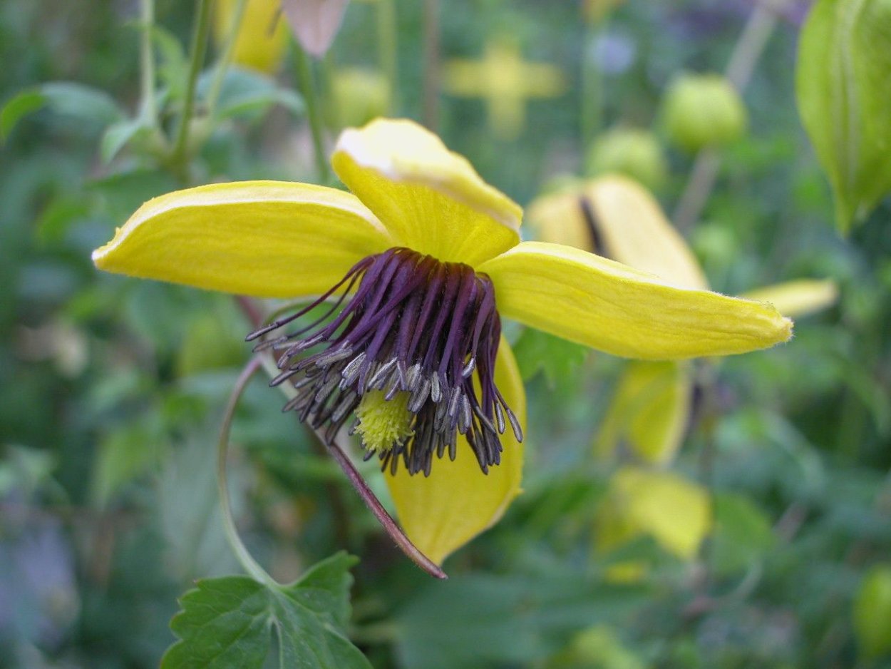 Клематис тангутский Aureolin