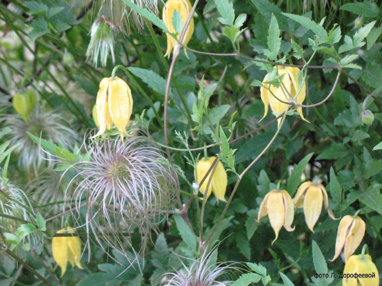 Клематис тангутский Литтл Лемонс