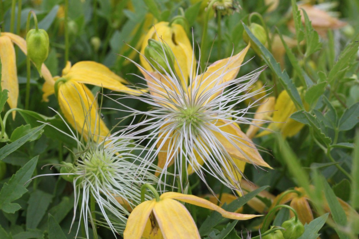 Клематис желтый тангутский