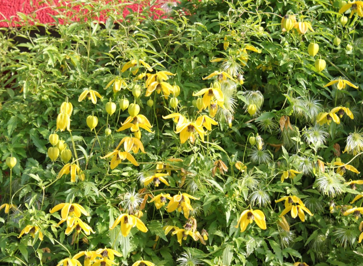 Тунгусский клематис желтый