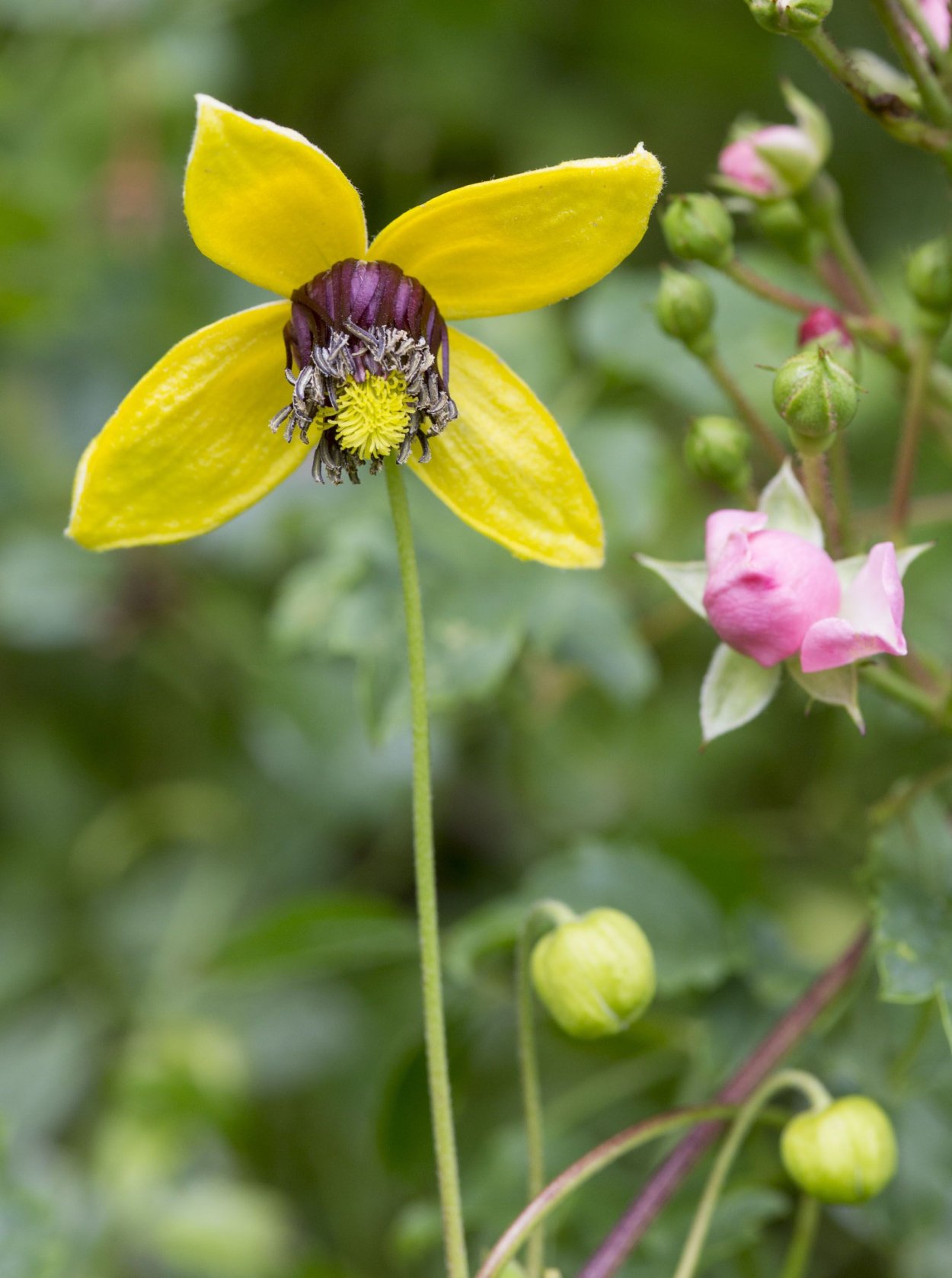 Клематис тангутский Bill Mackenzie