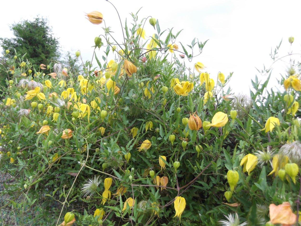 Клематис тангутский желтый колокольчик