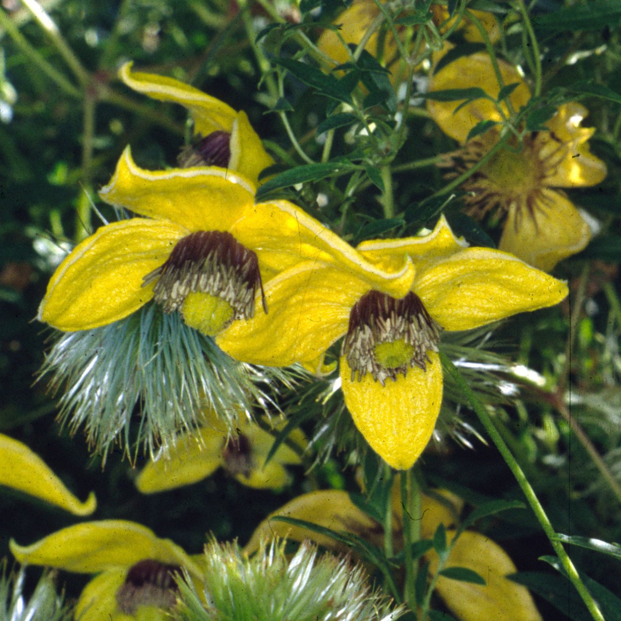 Клематис тангутский Билл Маккензи
