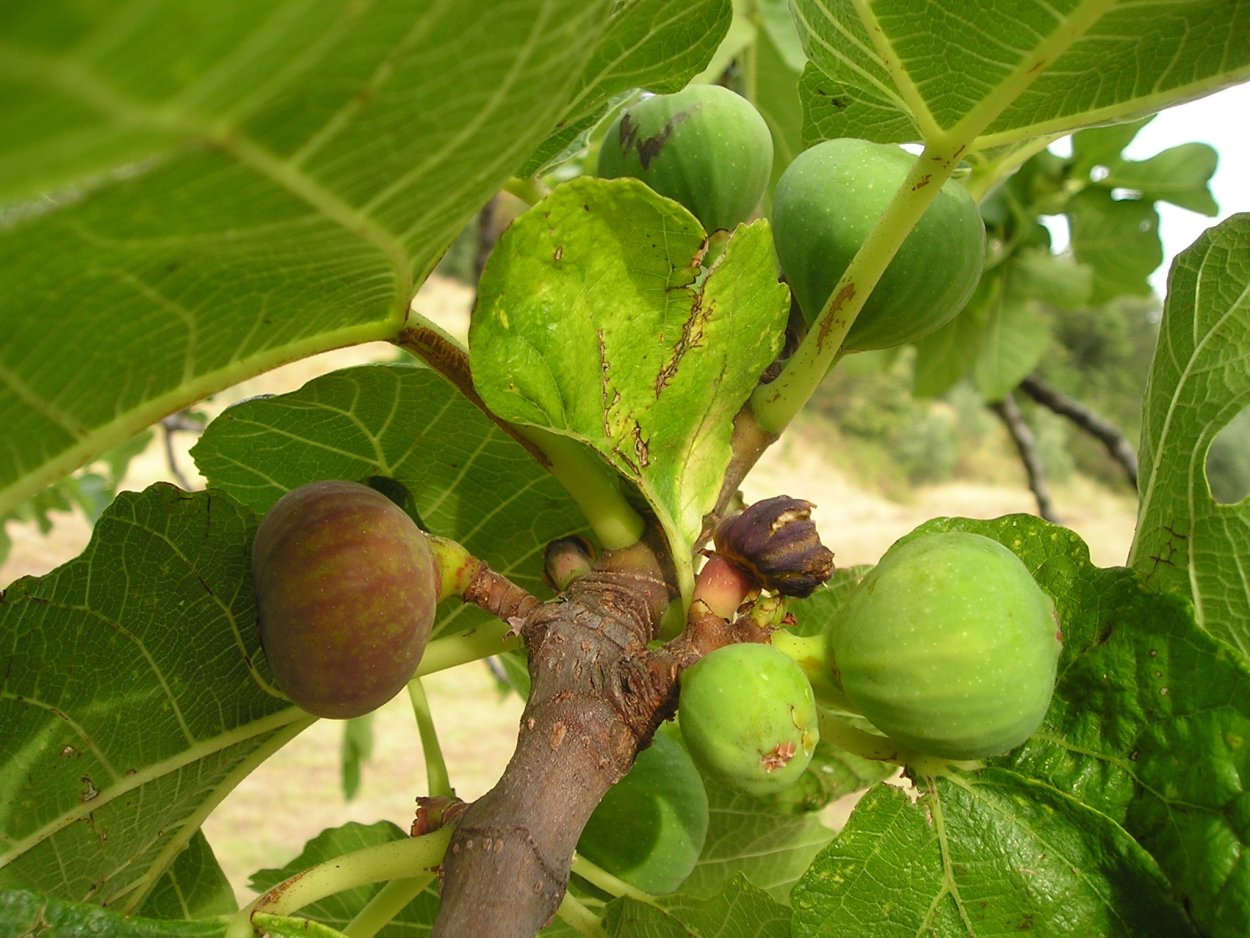 Ficus carica дерево. Фикус Карика. Фикус инжир. Инжир Карика.