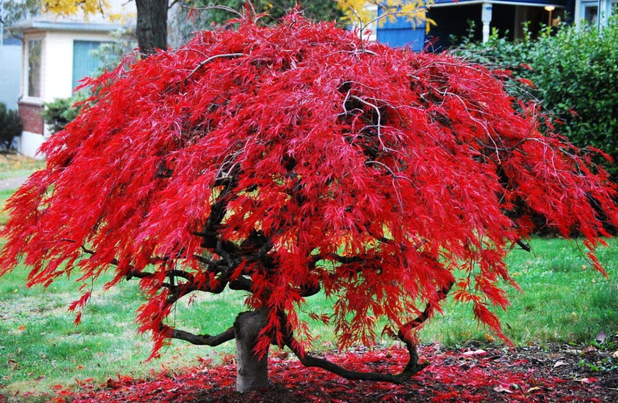 Acer palmatum Thunb
