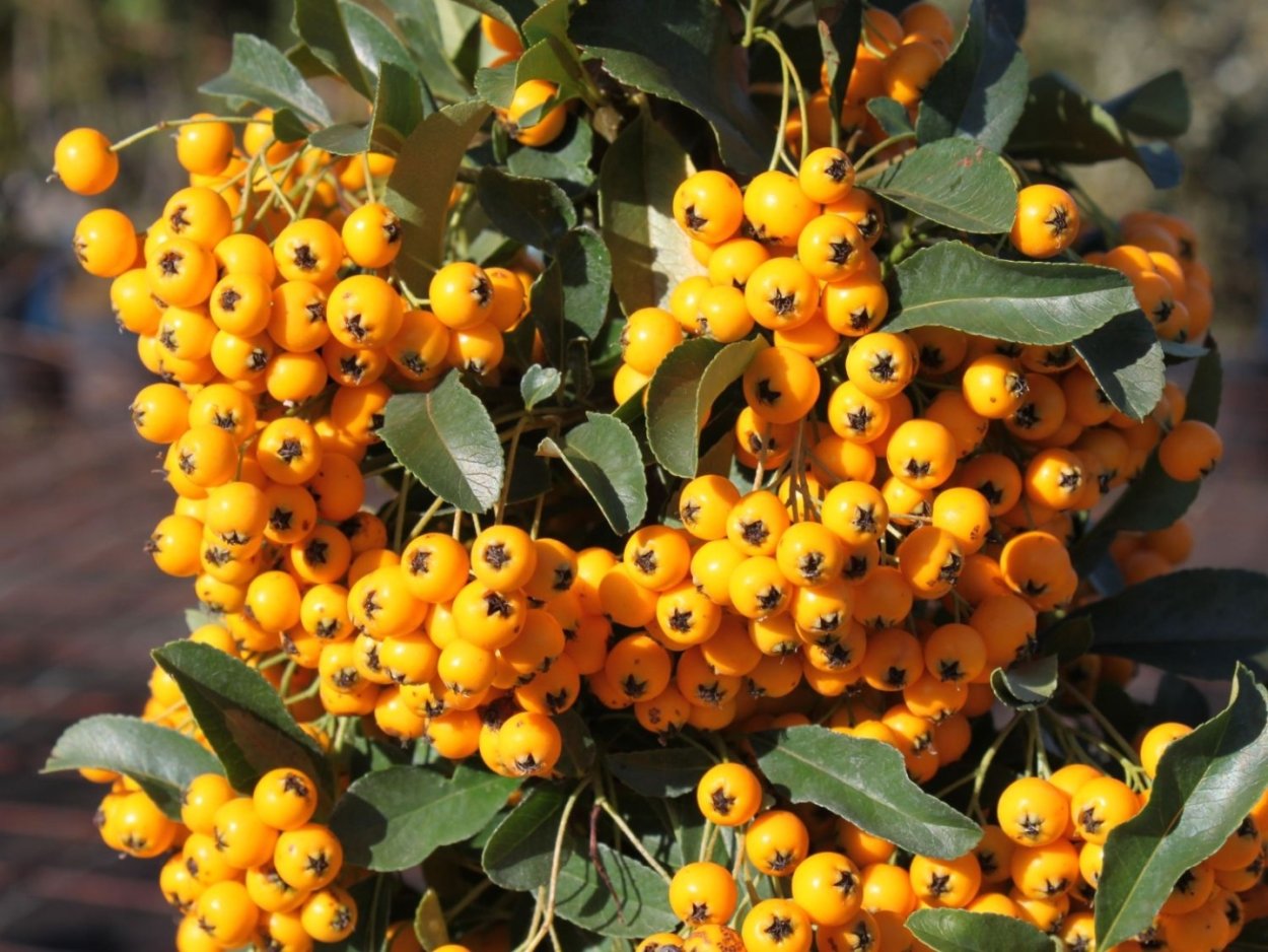 Pyracantha coccinea
