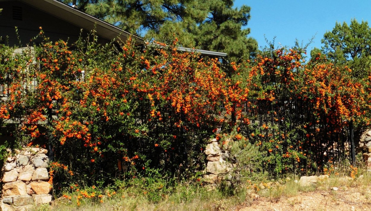 Кустарник пираканта красная