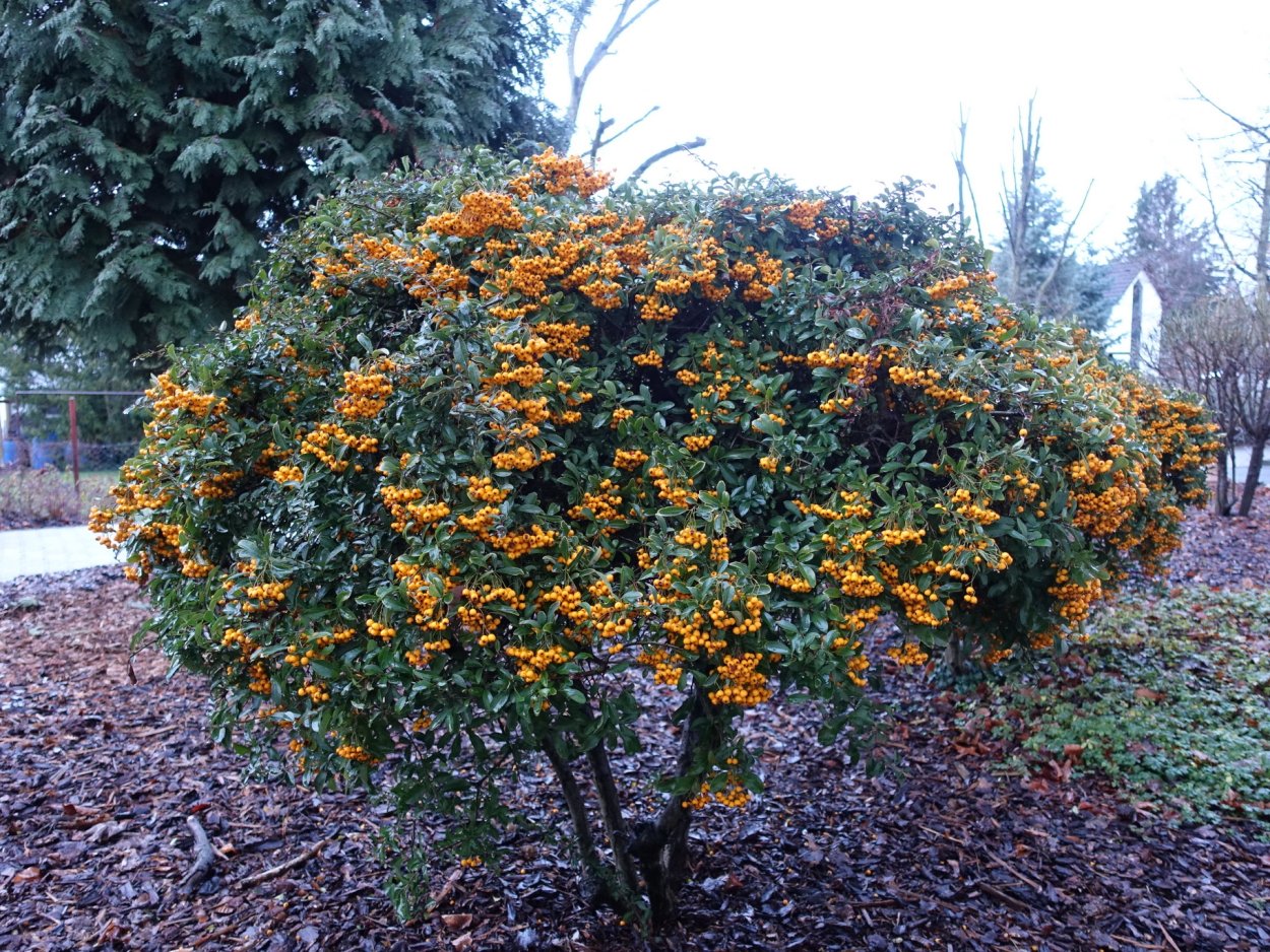 Пираканта облепиха