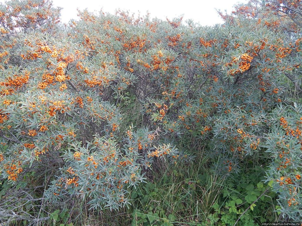 Пираканта Тетон