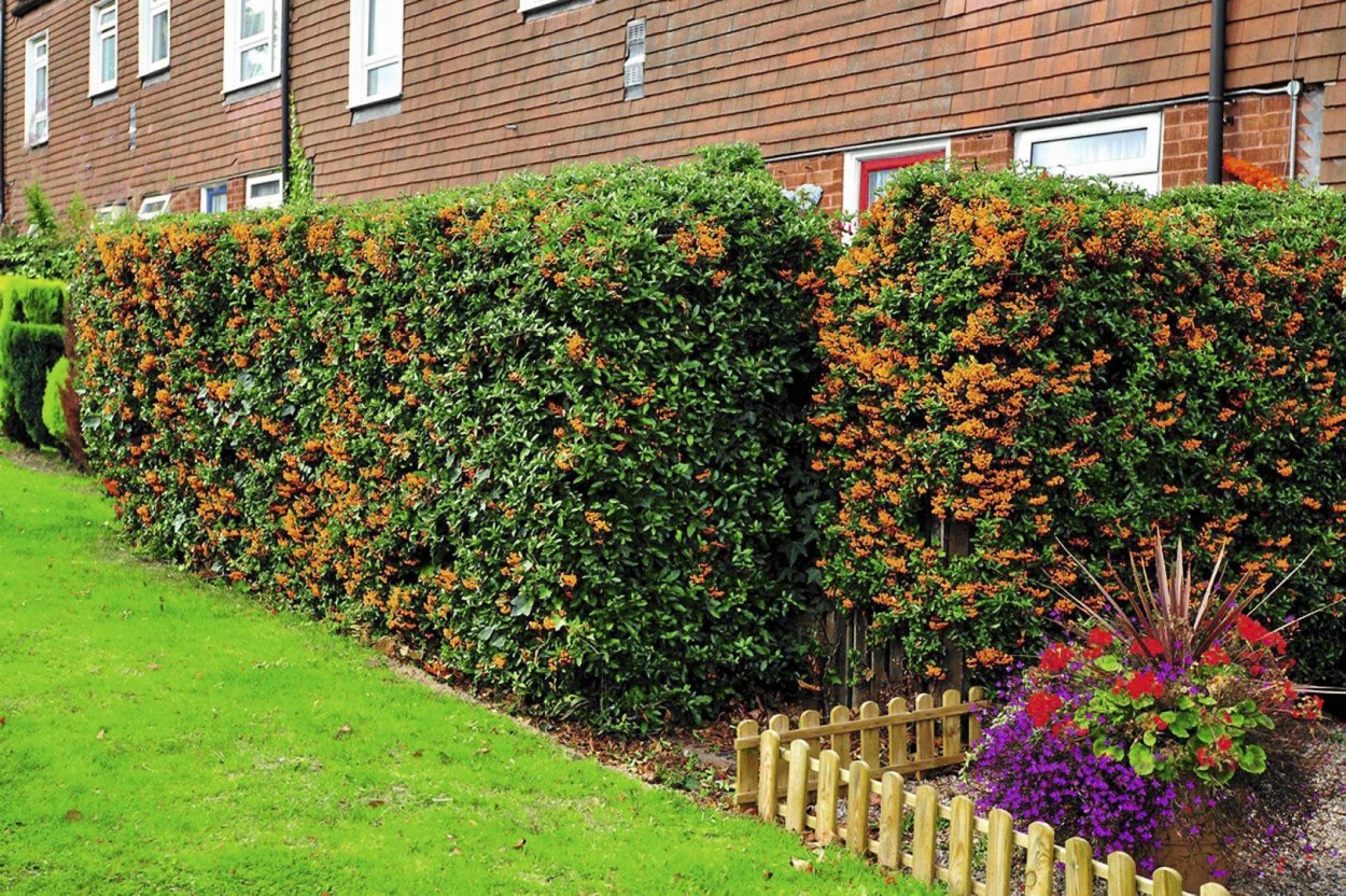 Пираканта оранж Глоу