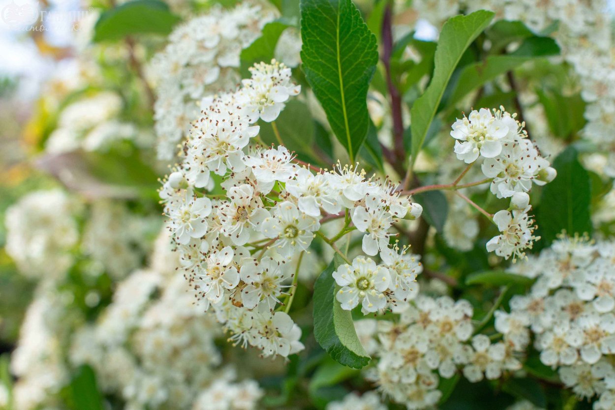 Пираканта шарлаховая Солейл