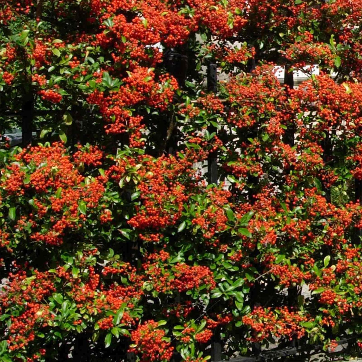 Пираканта, вечнозеленый кустарник