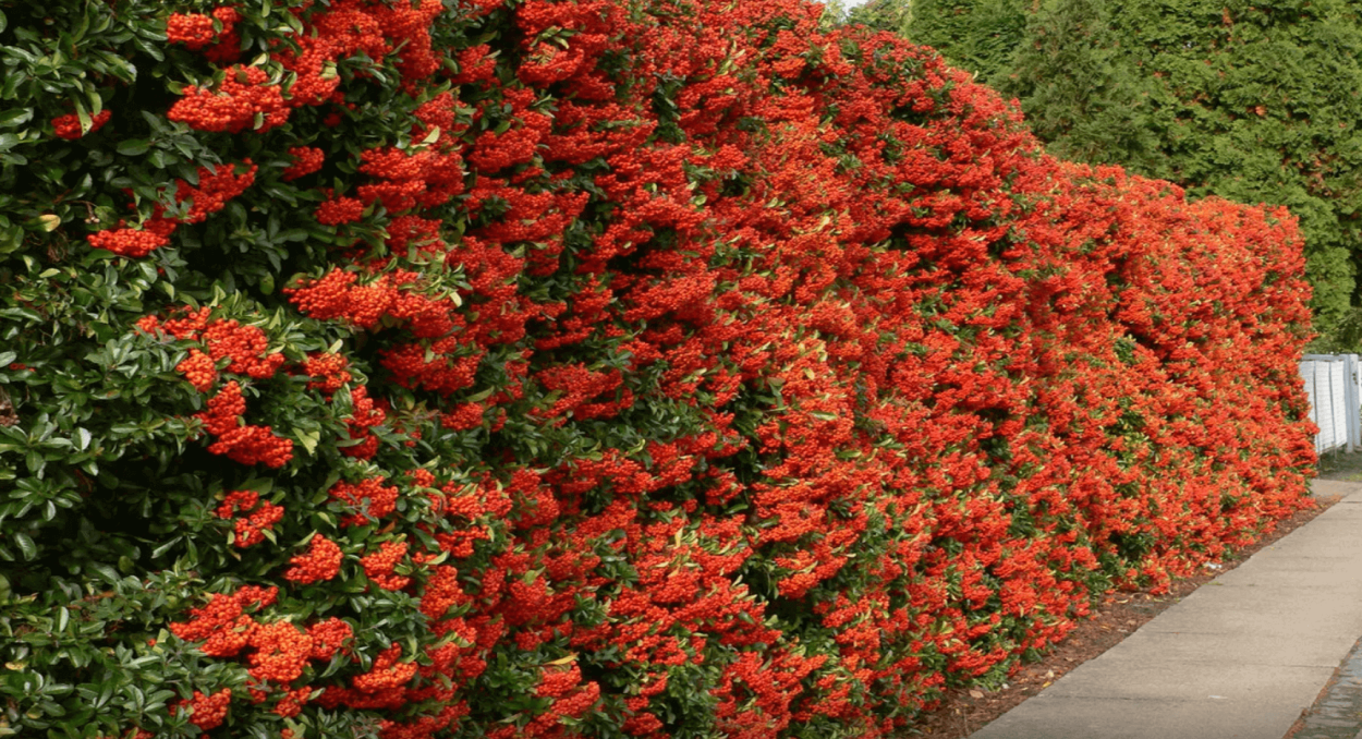 Пираканта Лиана