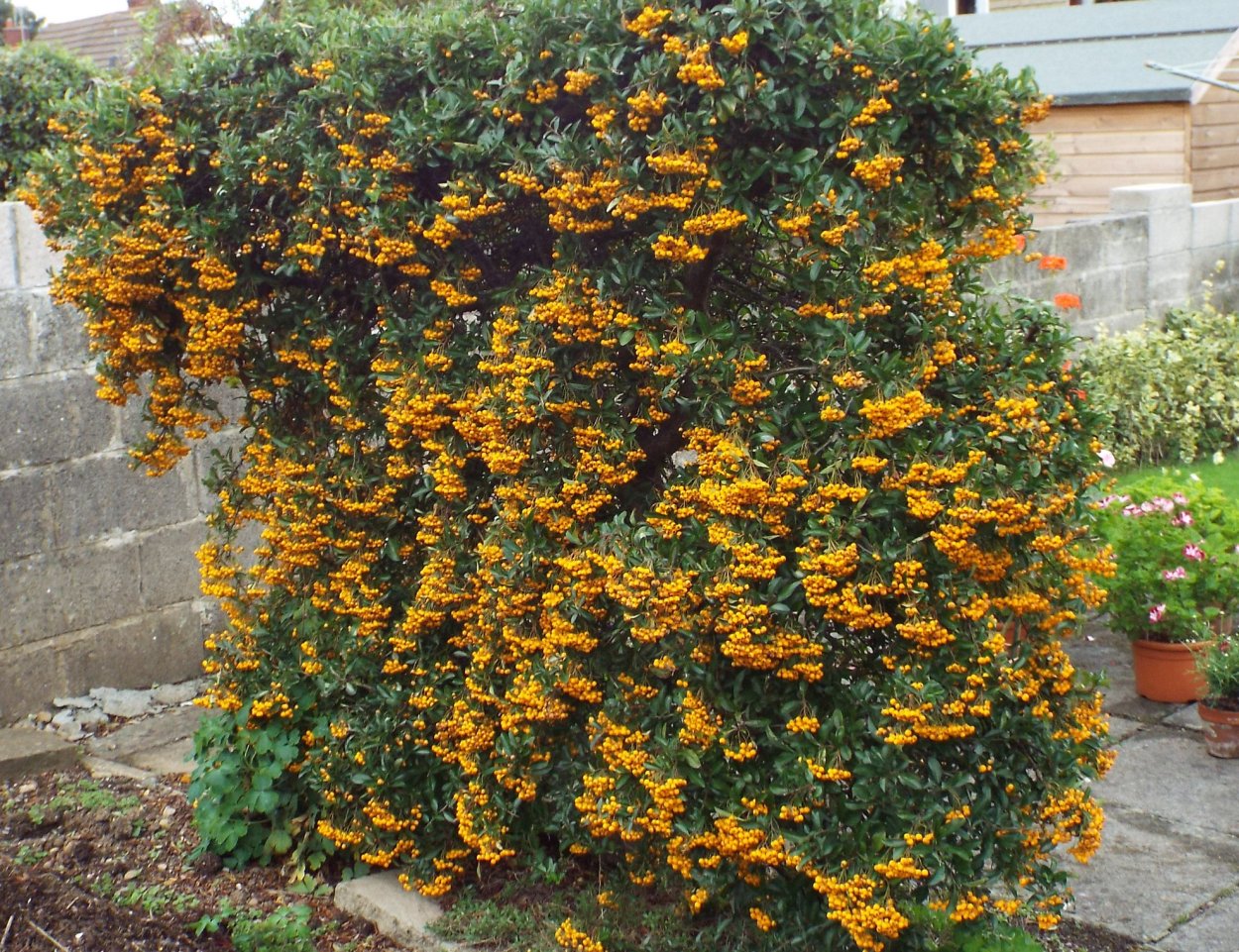 Пираканта Живая изгородь