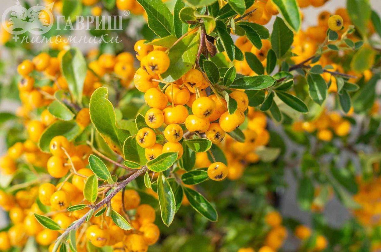 Пираканта Солейл д ор с3