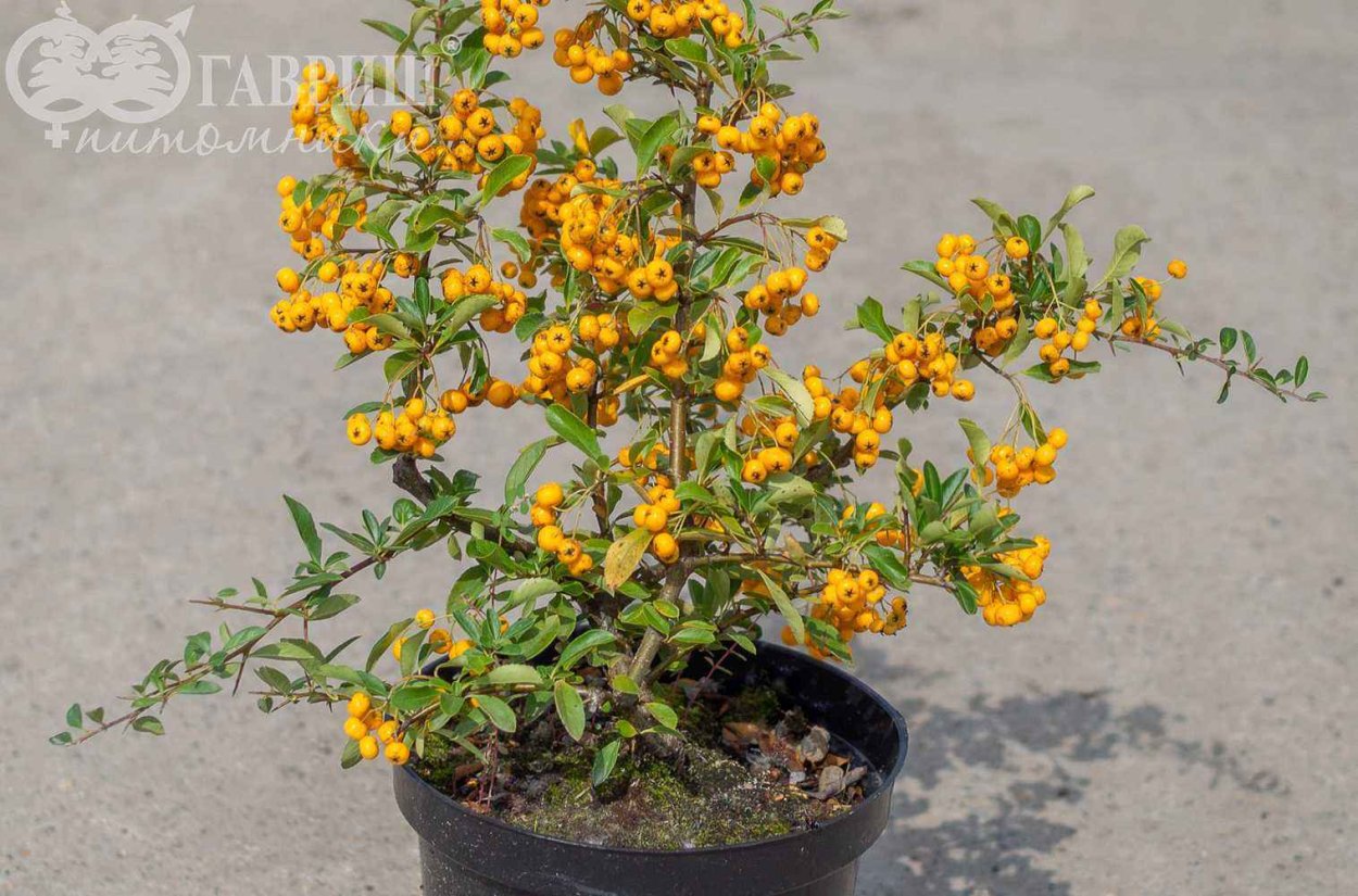 Пираканта Голден Чармер