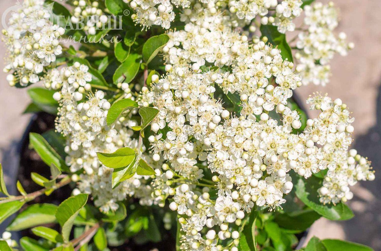 Пираканта шарлаховая Солейл дор