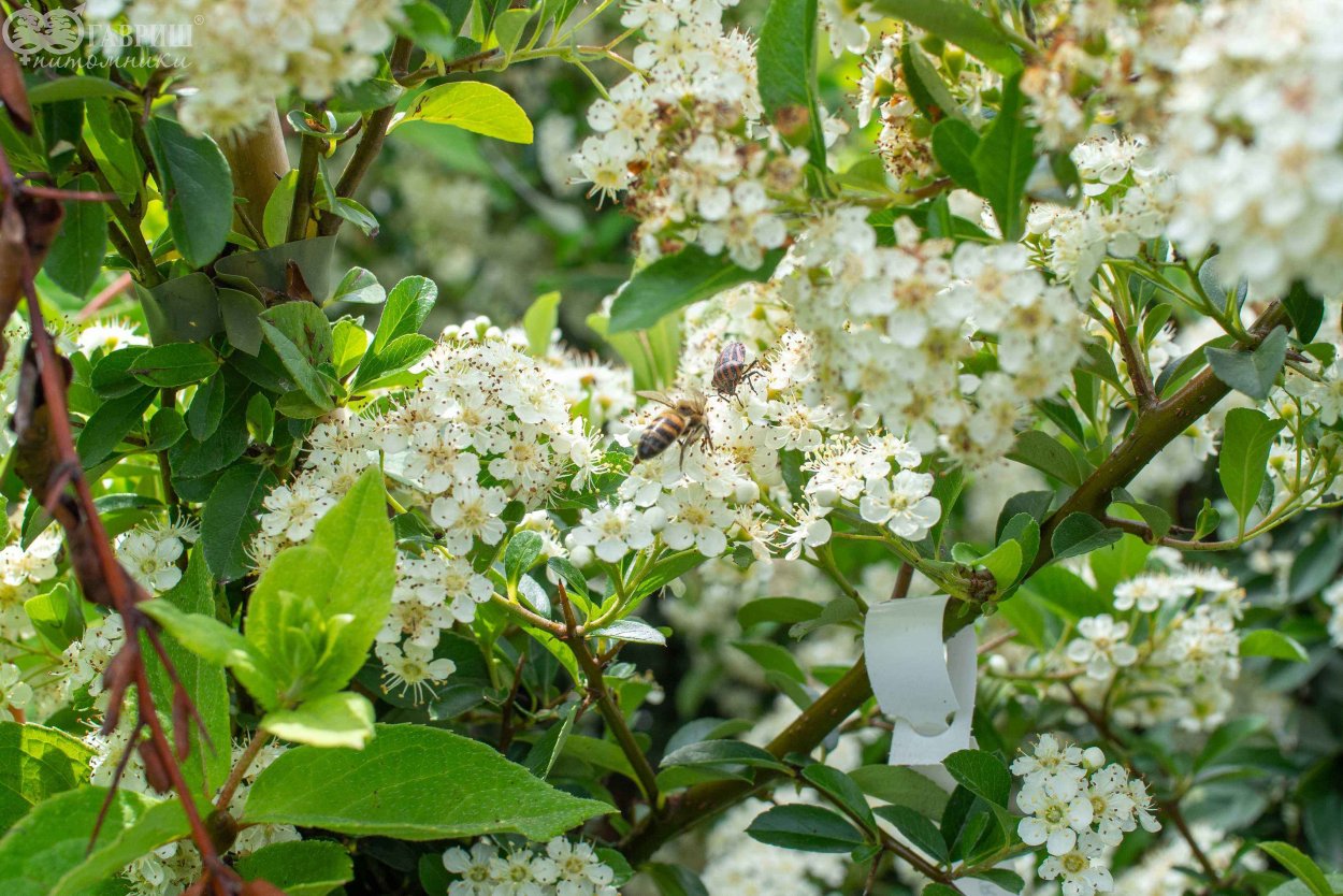 Пираканта 'Teton'