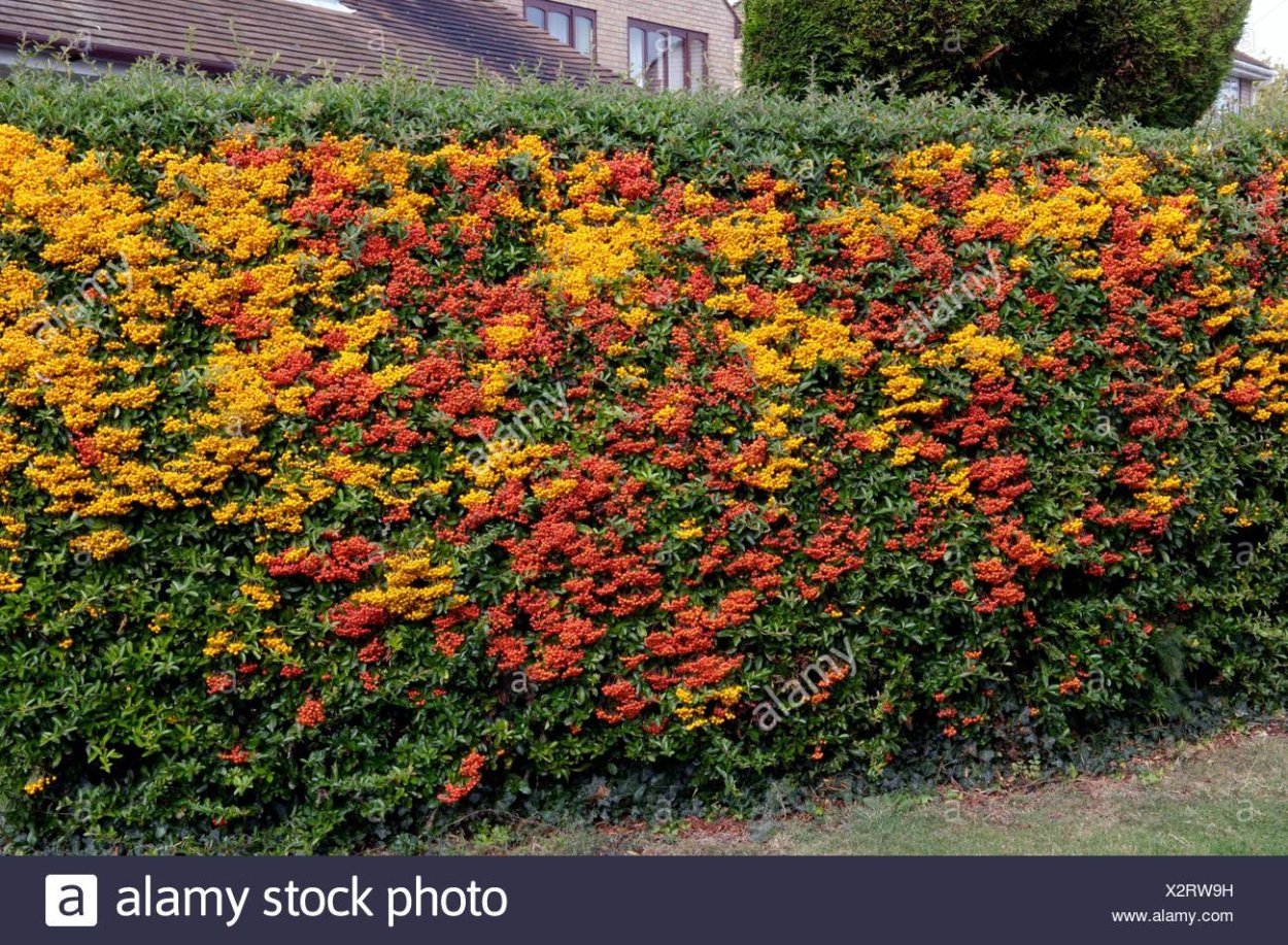 Пираканта намандор