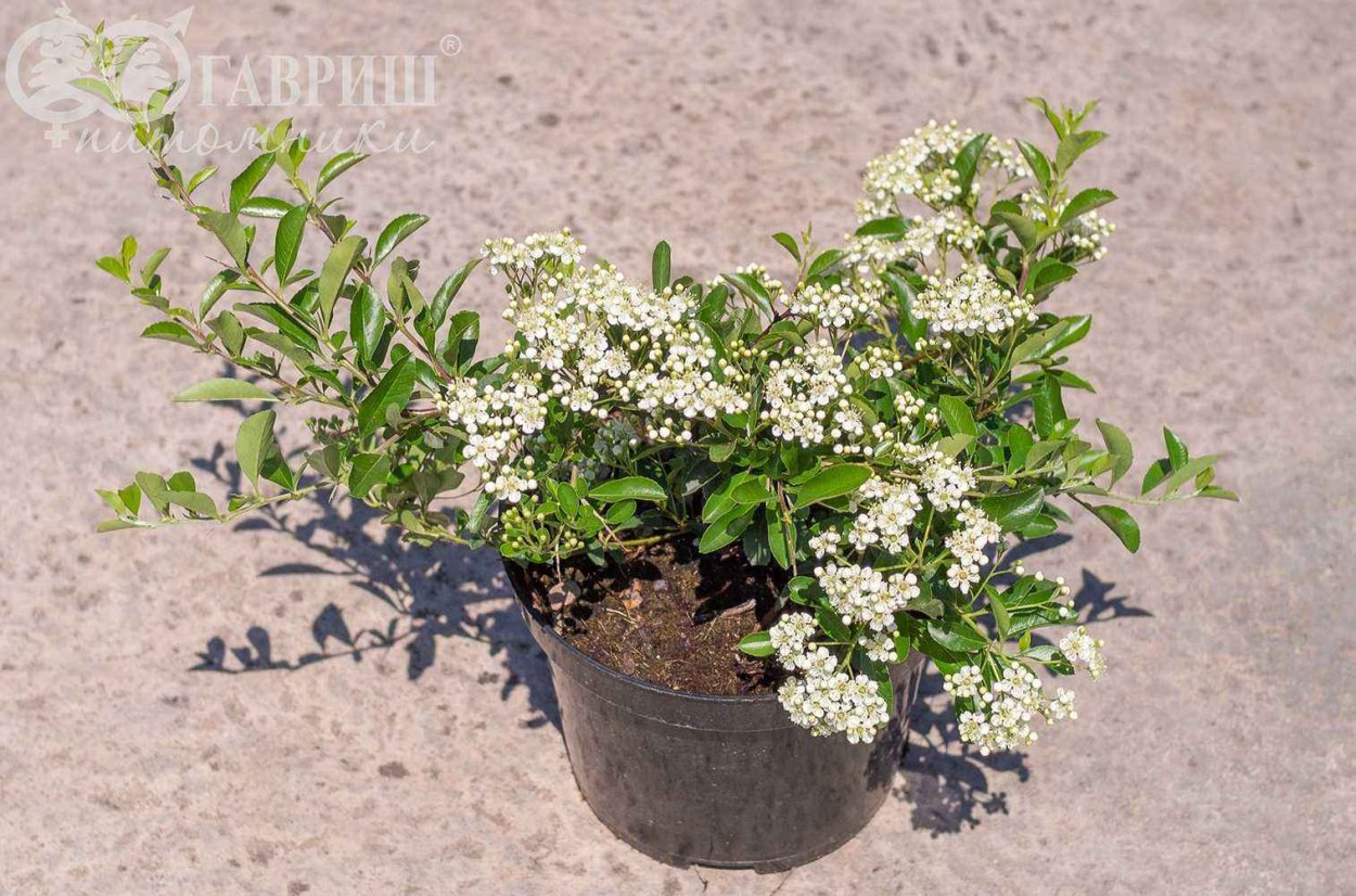 Пираканта (Огненный шип) оранж Чармер