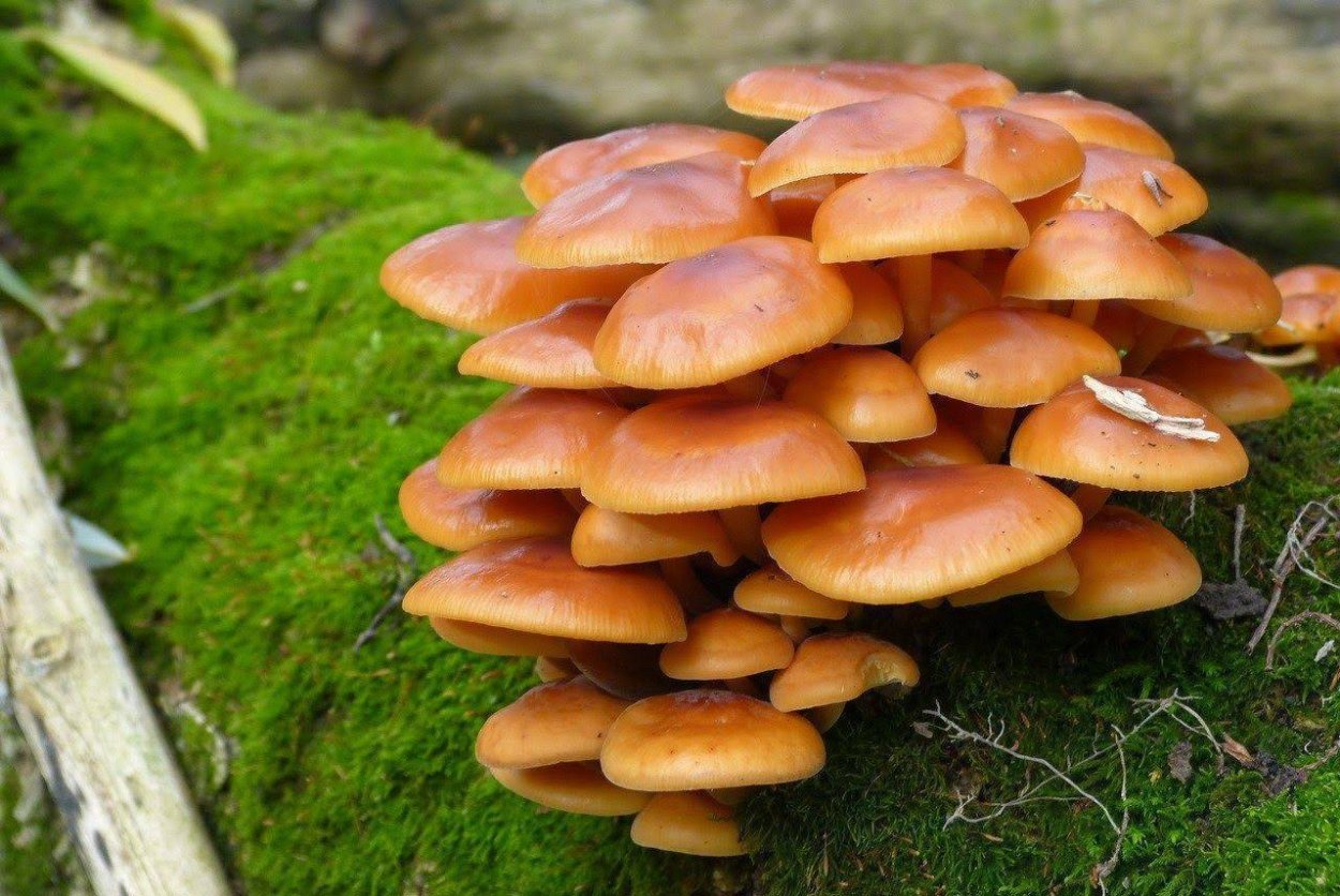 Зимний опенок фламмулина