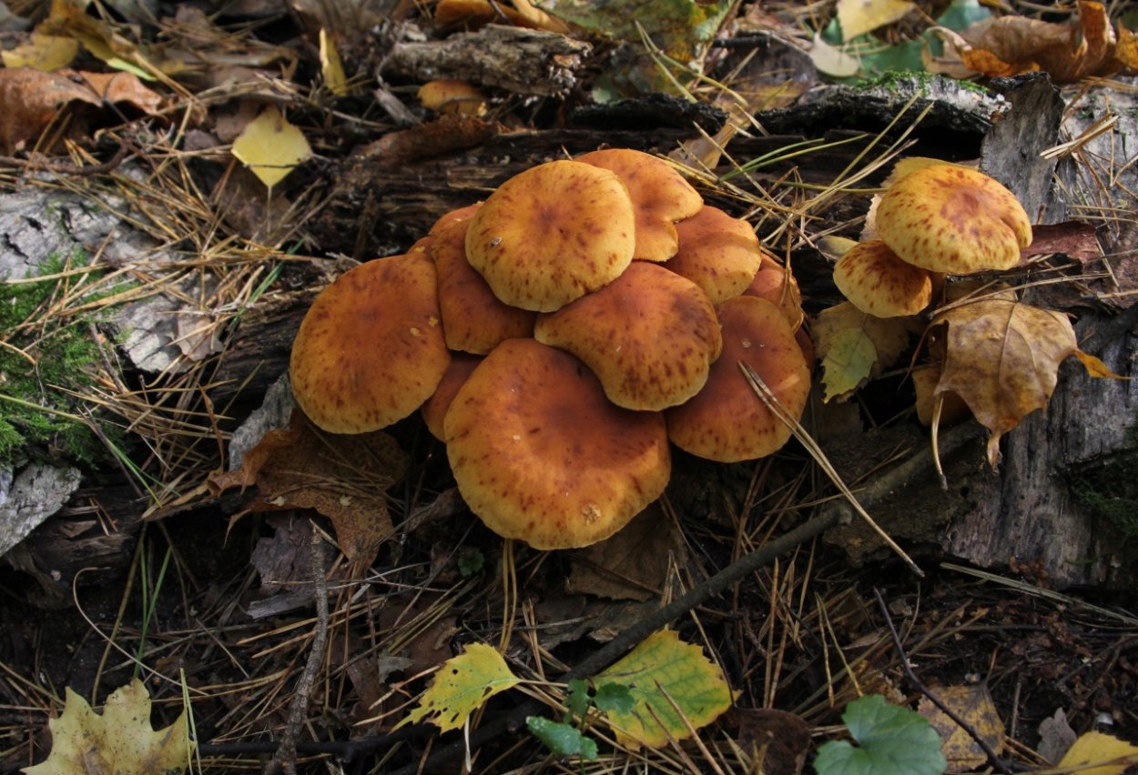 Гимнопил Юноны