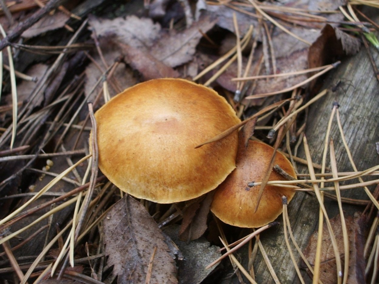 Гимнопил Сосновый Gymnopilus sapineus