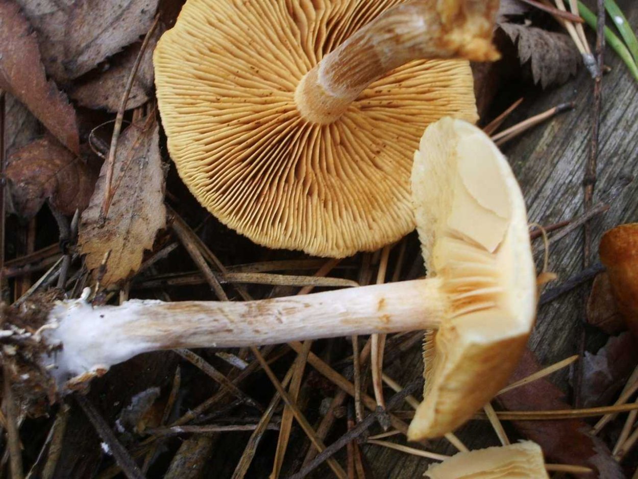 Гимнопилус средний