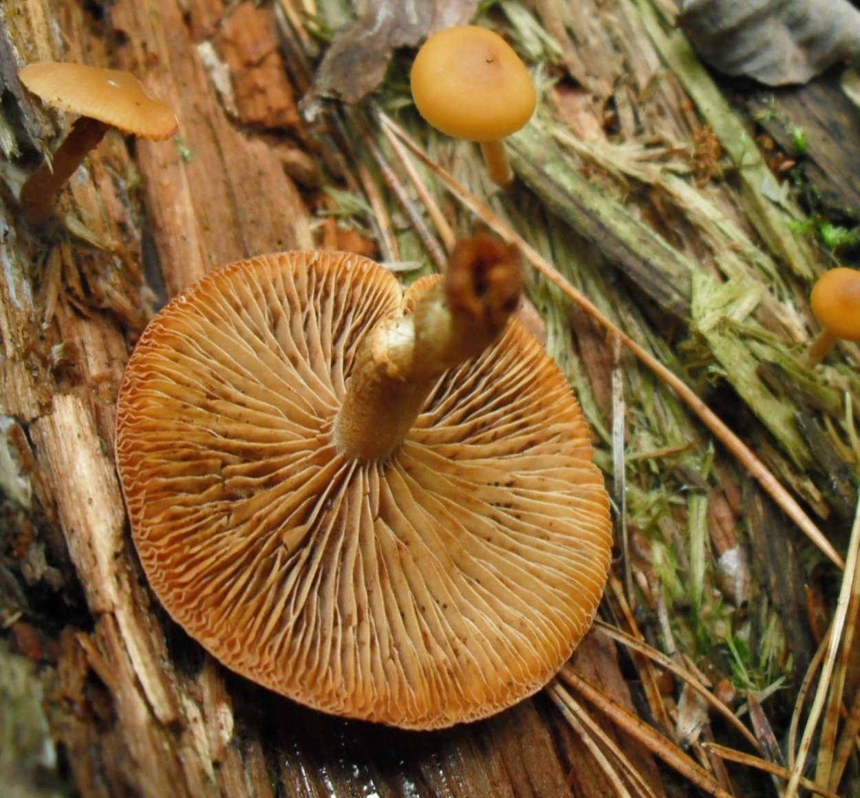 Gymnopilus rufosquamulosus