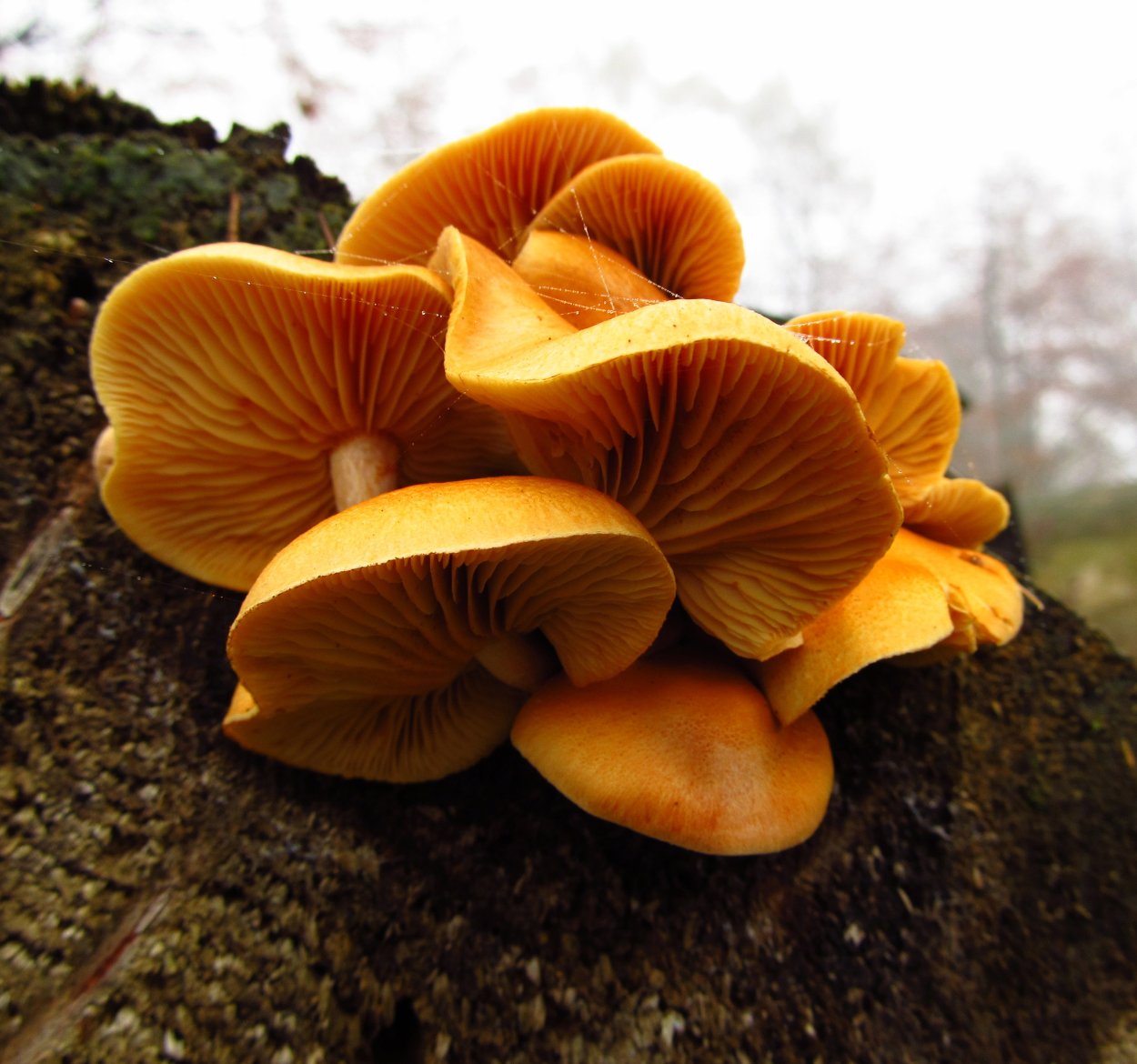 Гимнопилус (Gymnopilus)