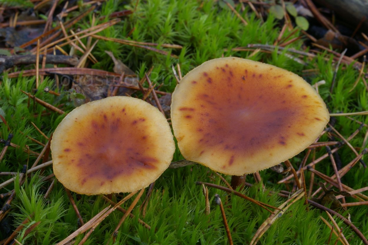 Грибная история