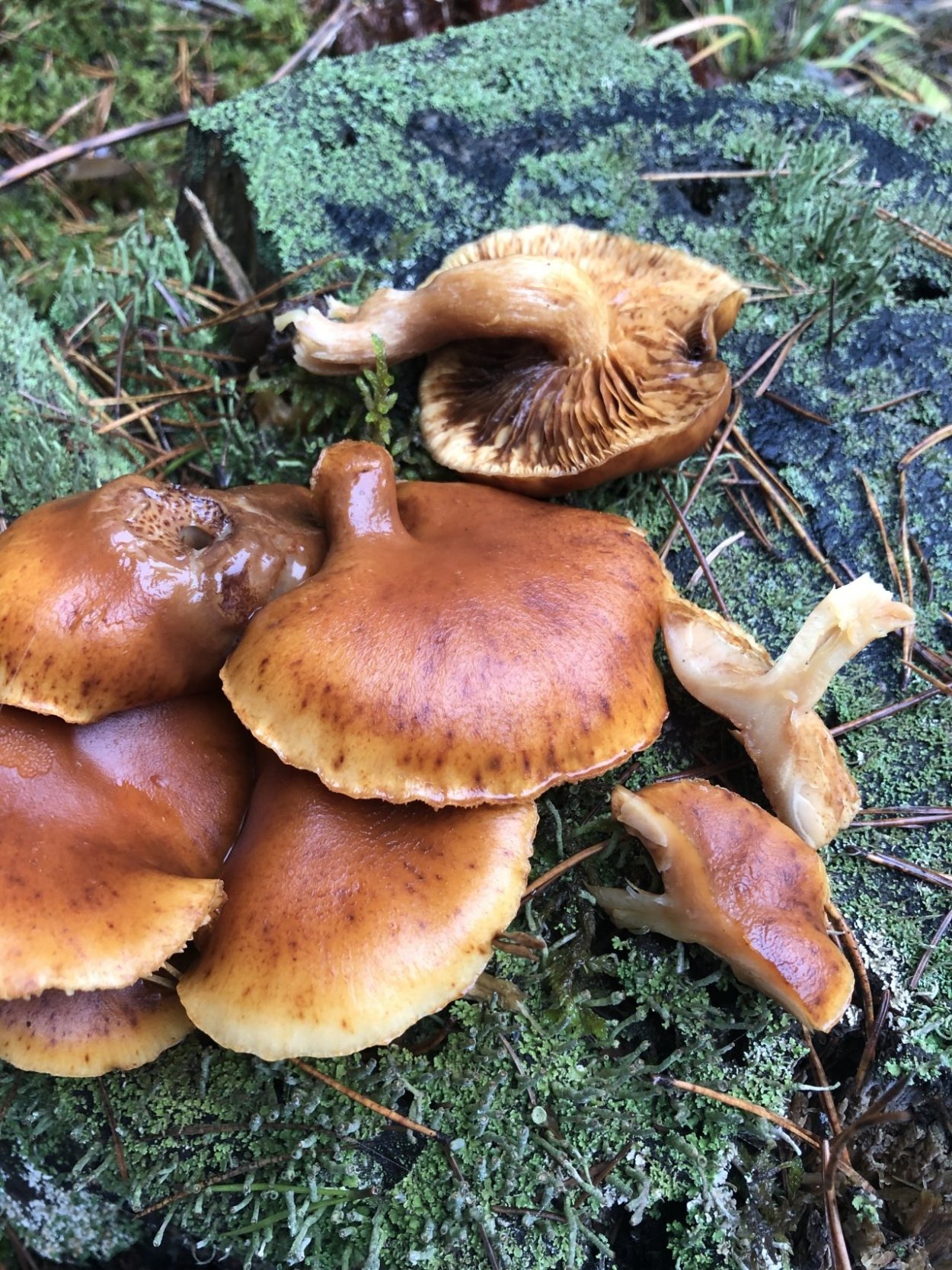 Галерина окаймлённая ядовитые грибы