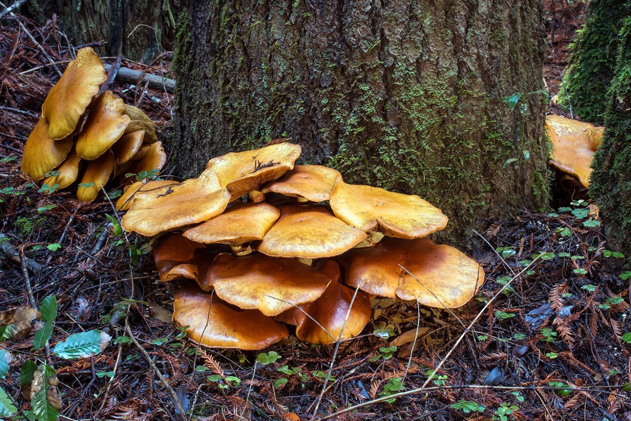 Gymnopilus penetrans