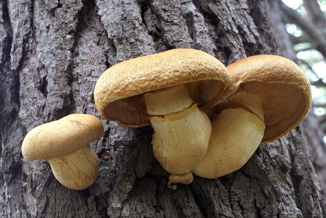 Гимнопил Юноны Gymnopilus junonius