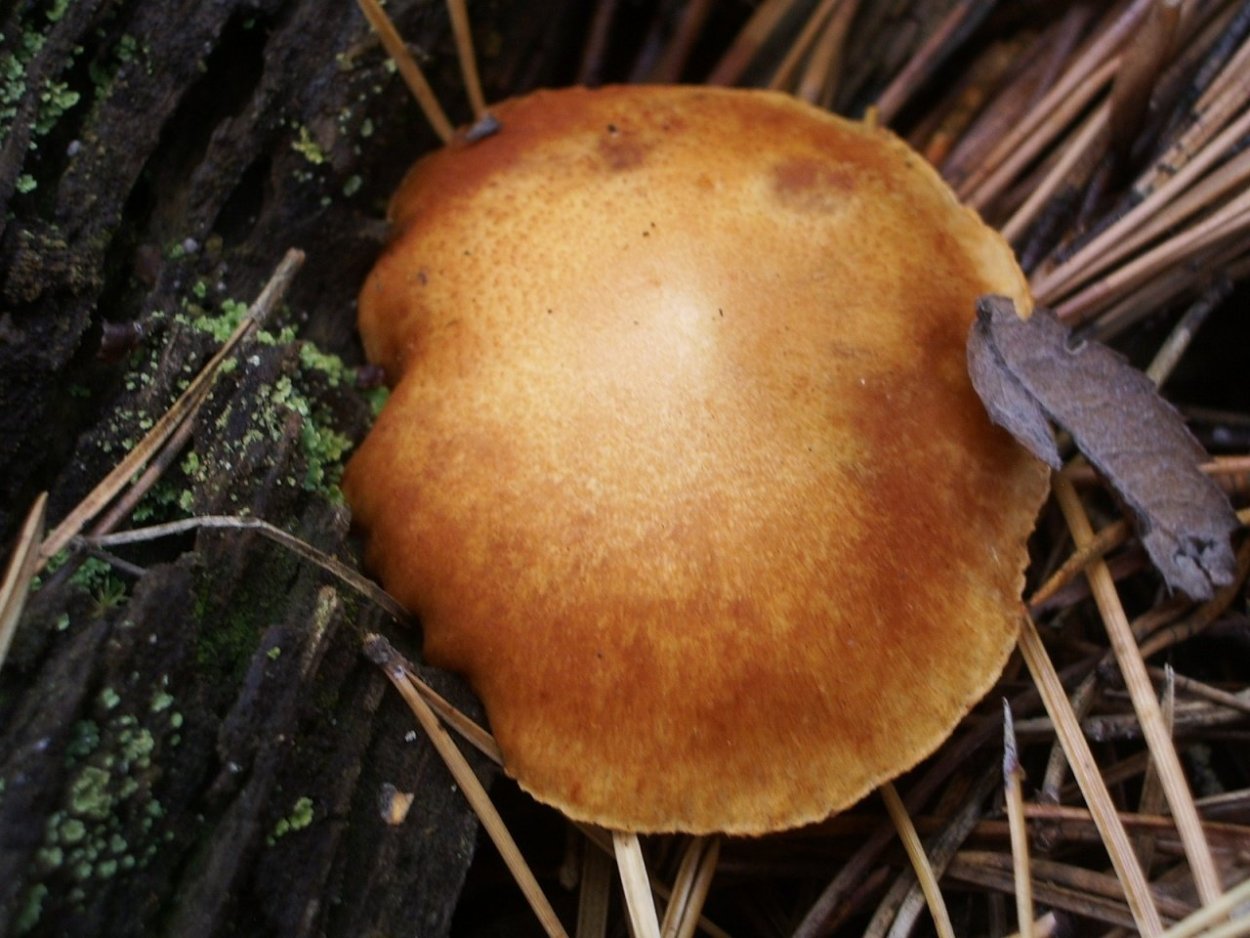 Гимнопил в октябре