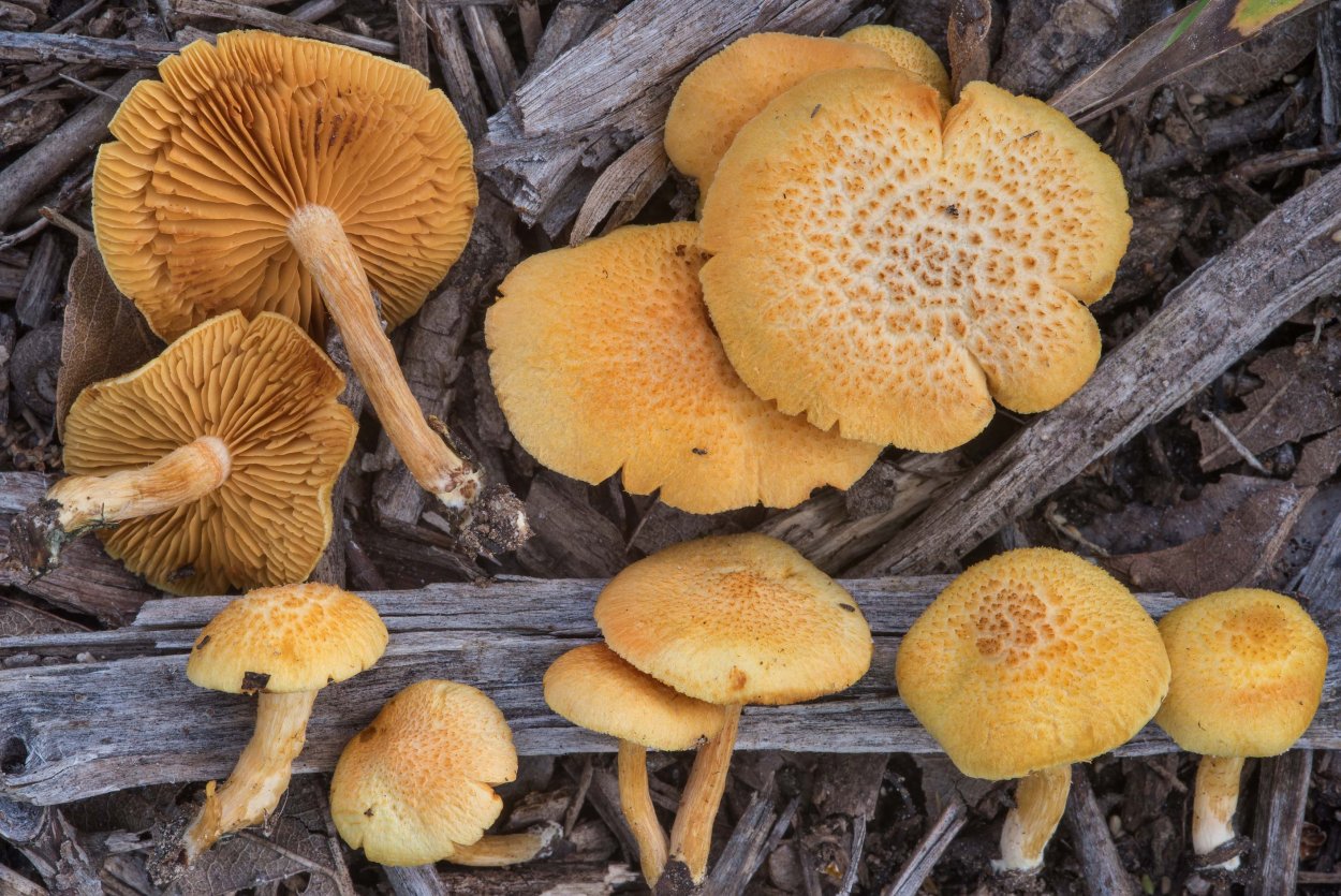 Gymnopilus грибы Сибири