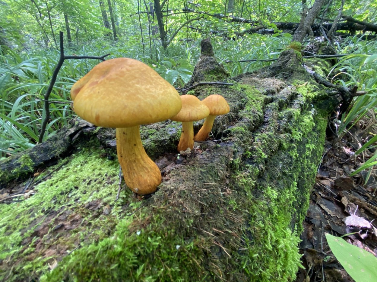 Гимнопилус средний