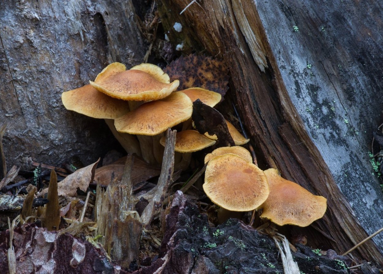 Gymnopilus sapineus